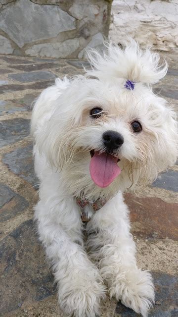 maltese breeders victoria
